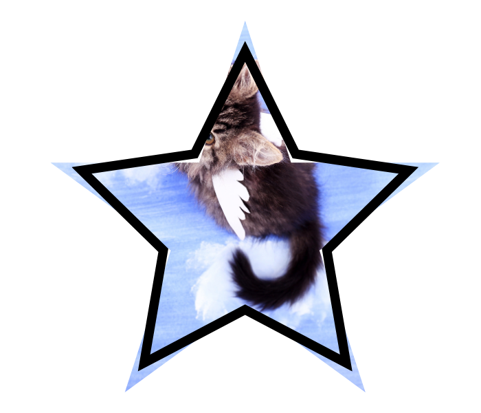 Winged cat representing myths about animal care in Los Angeles, CA 
