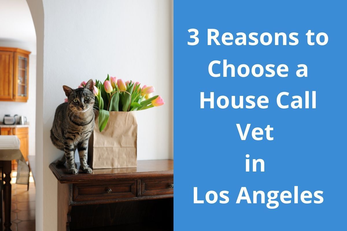 House-Call-Vet-in-Los-Angeles--1