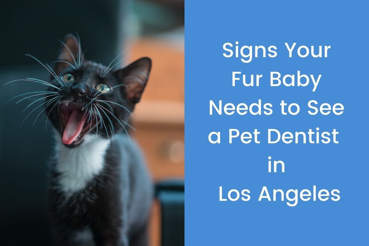 Signs-Your-Fur-Baby-Needs-to-See-a-Pet-Dentist-in-Los-Angeles-1