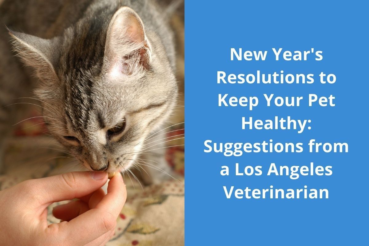 New-Years-Resolutions-to-Keep-Your-Pet-Healthy-Suggestions-from-a-Los-Angeles-Veterinarian