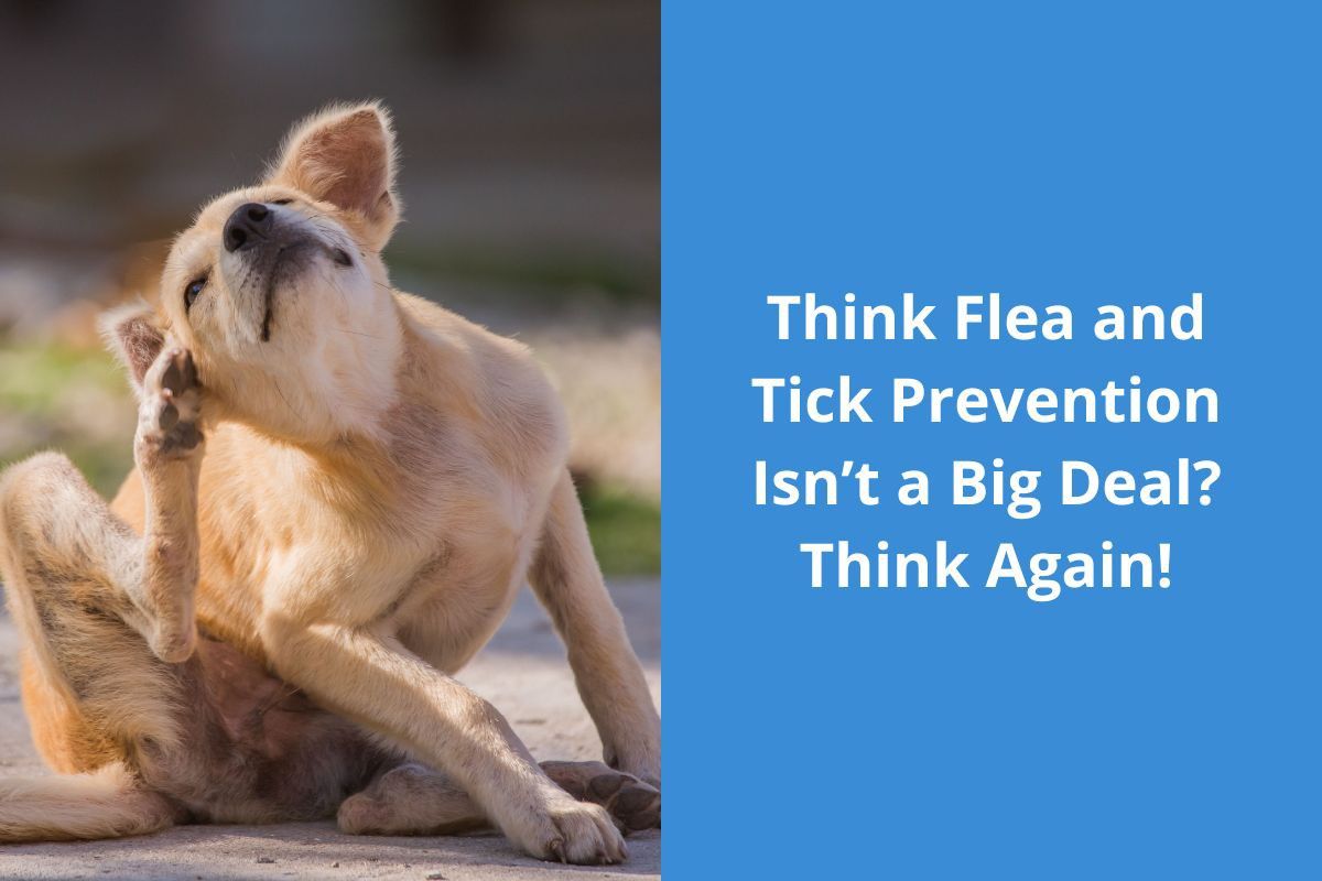 Think Flea and Tick Prevention Isn’t a Big Deal? Think Again!