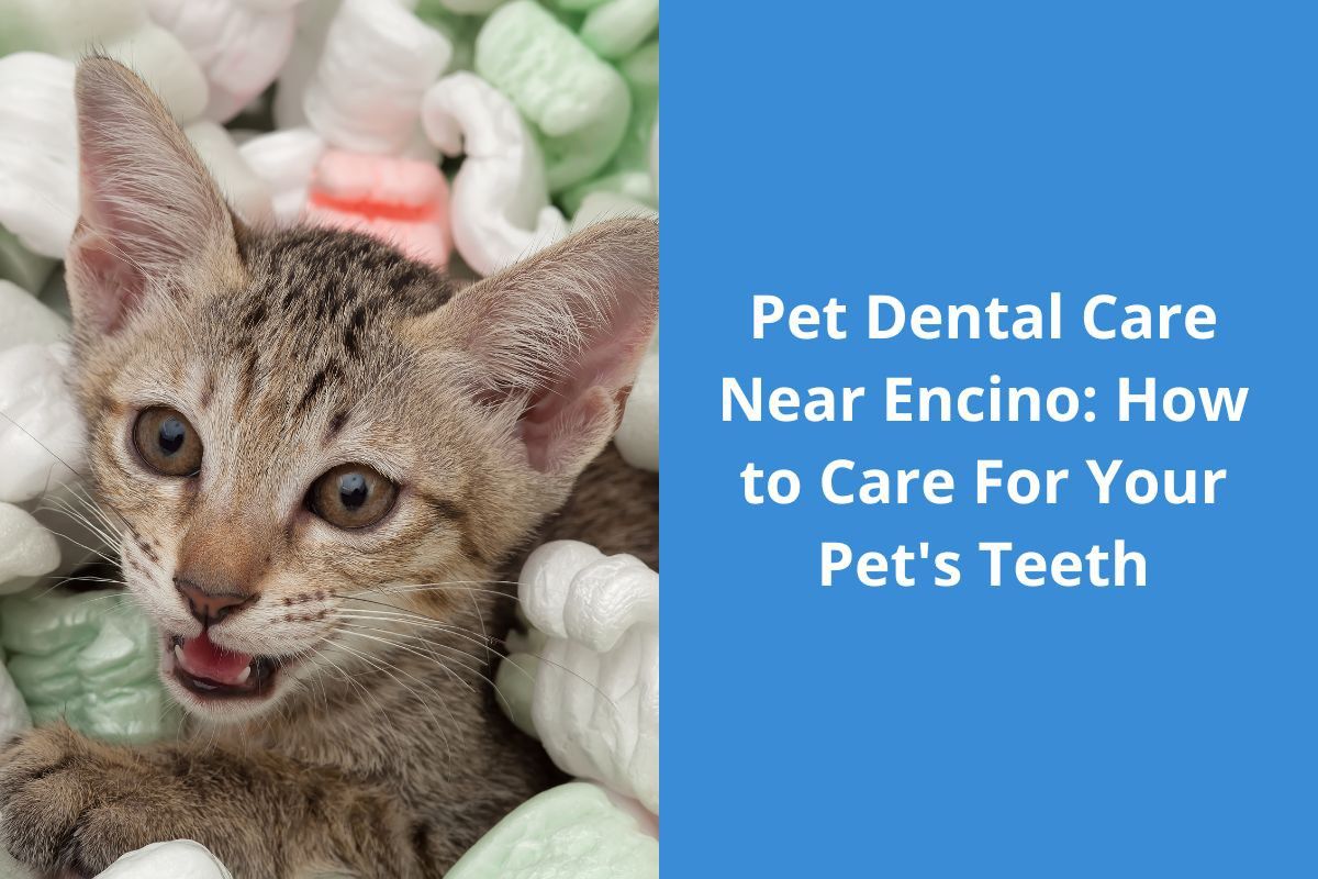 Pet Dental Care Near Encino: How to Care For Your Pet's Teeth