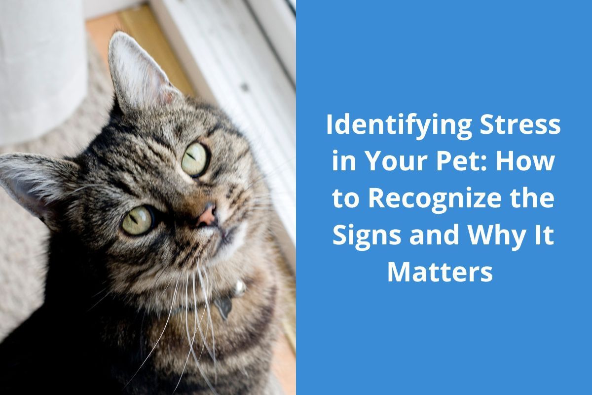 Identifying Stress in Your Pet: How to Recognize the Signs and Why It Matters