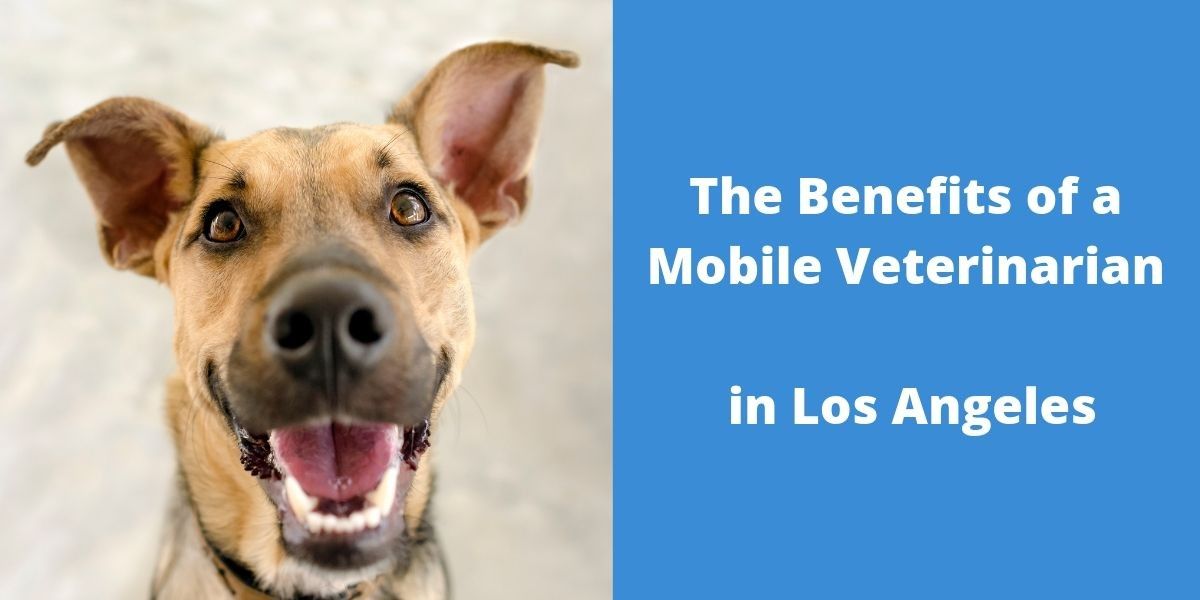 The Benefits Of A Mobile Veterinarian In Los Angeles Blog
