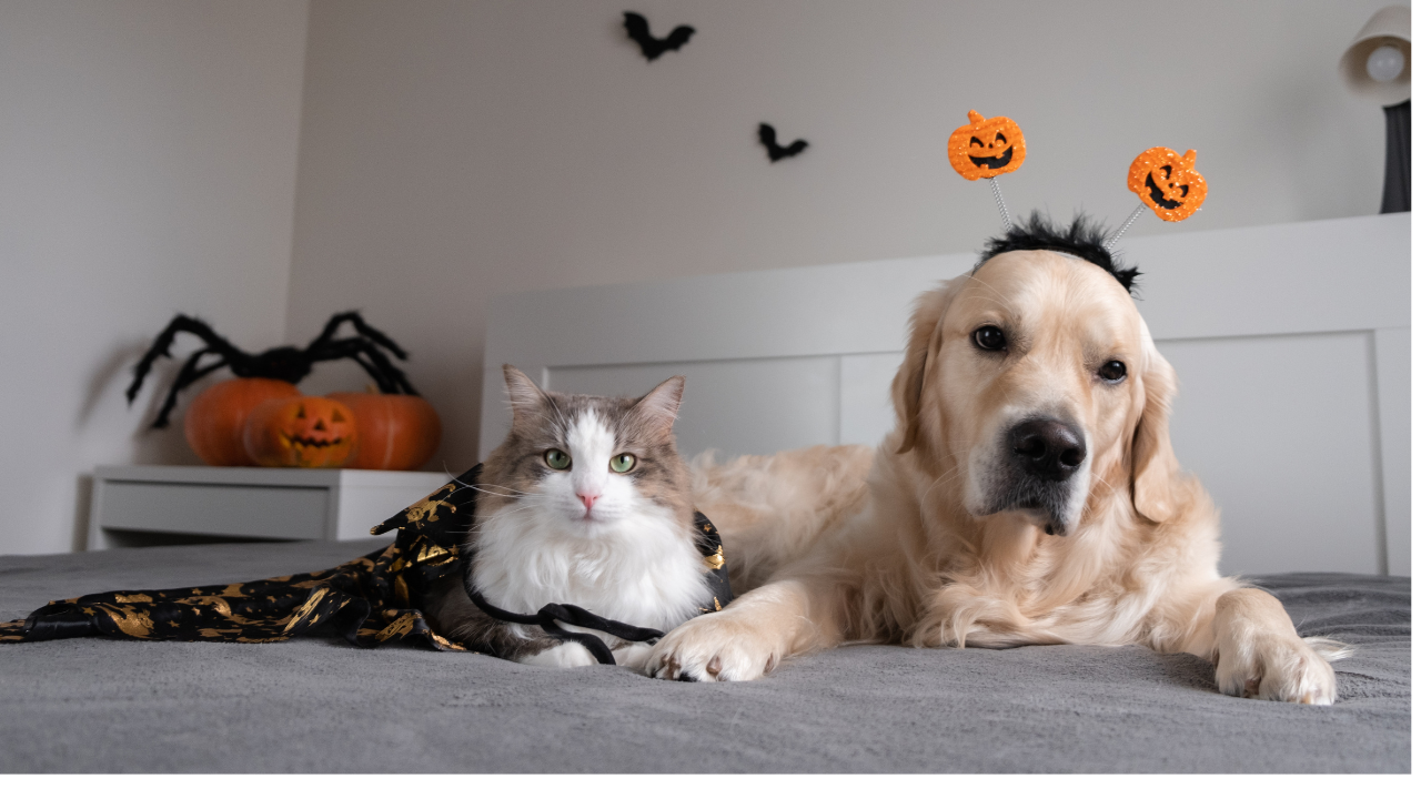 Managing Pet Arthritis Pain This Halloween