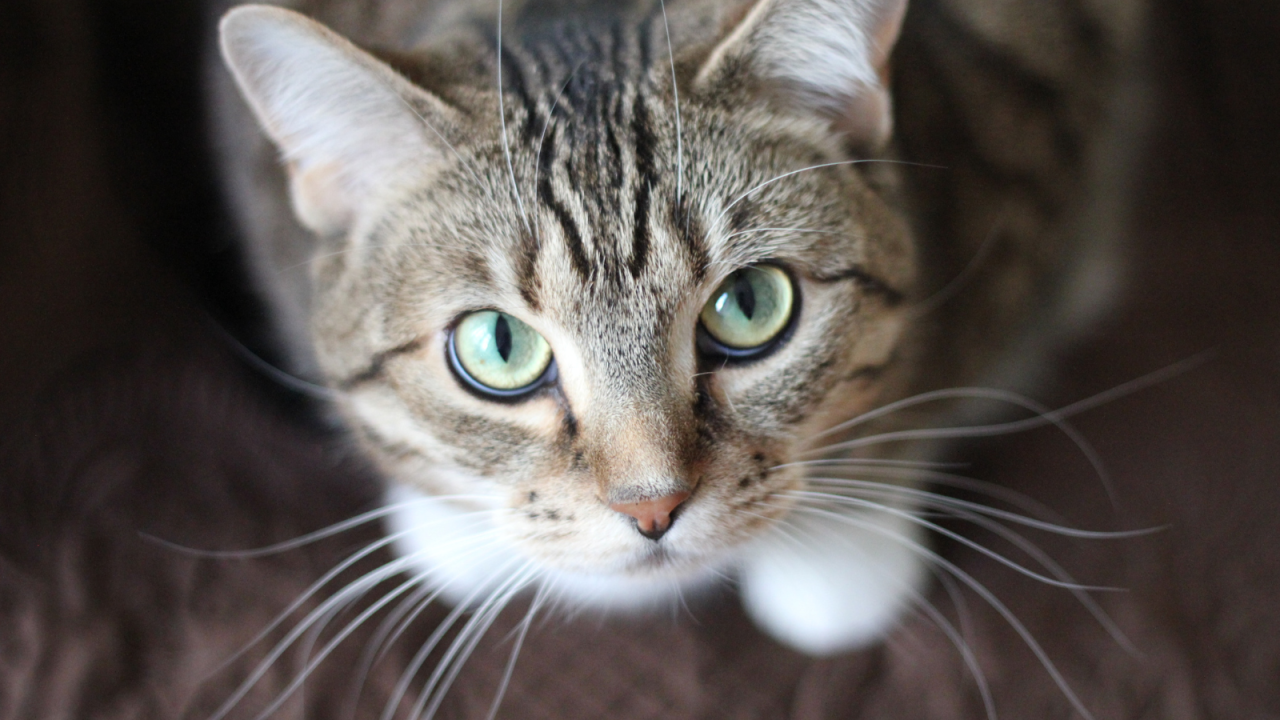 Feline Leukemia and Mobile FeLV Prevention