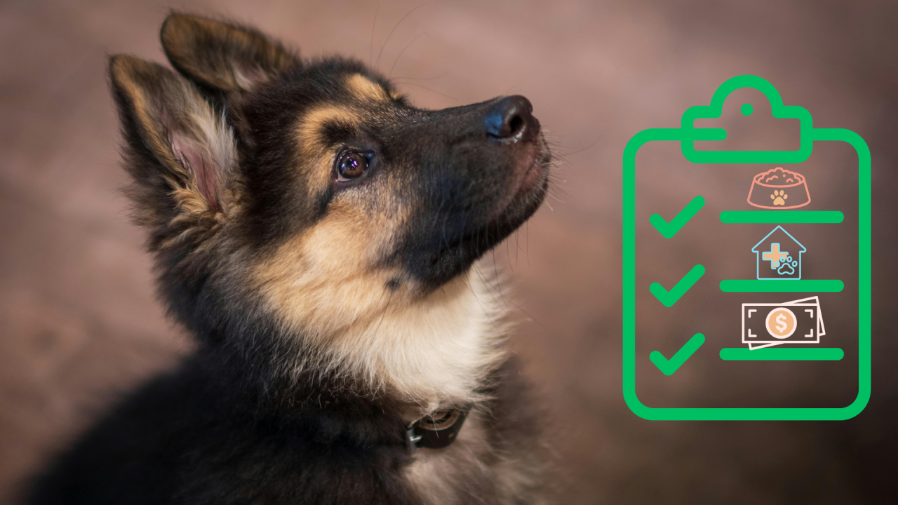 A New Pet Starter Guide