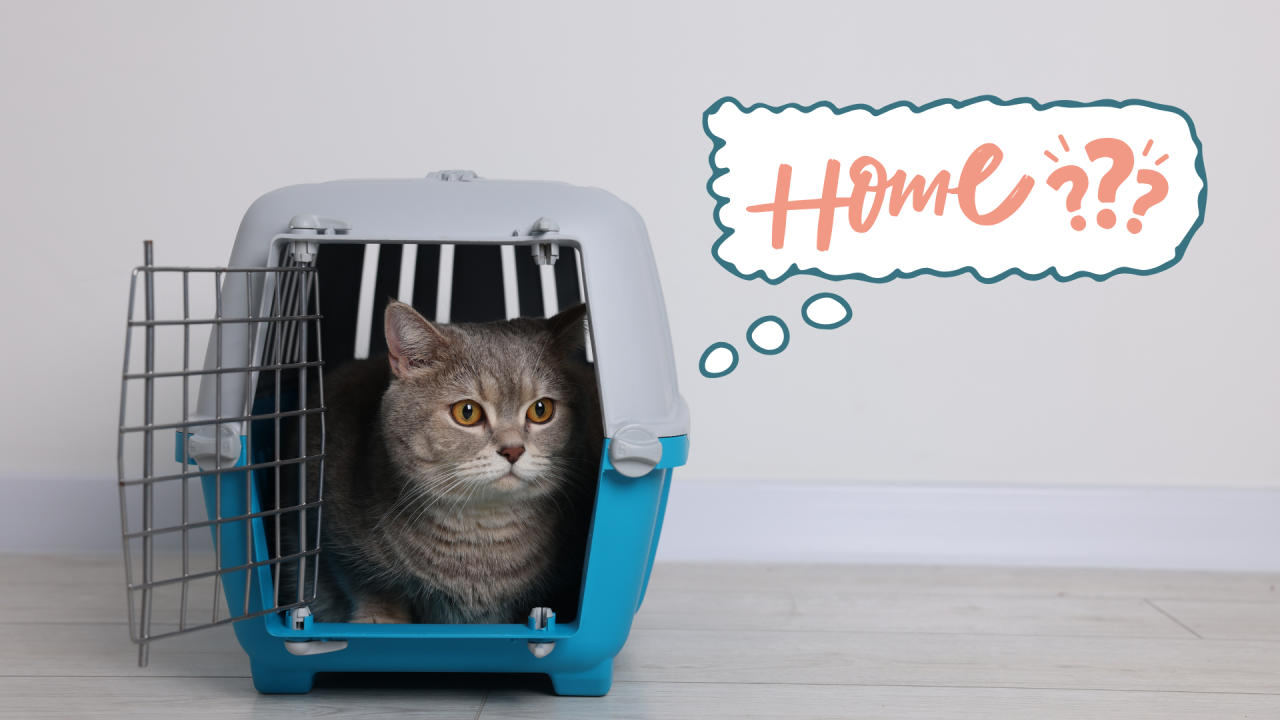 Cat sitting inside a carrier in their new home in Los Angeles