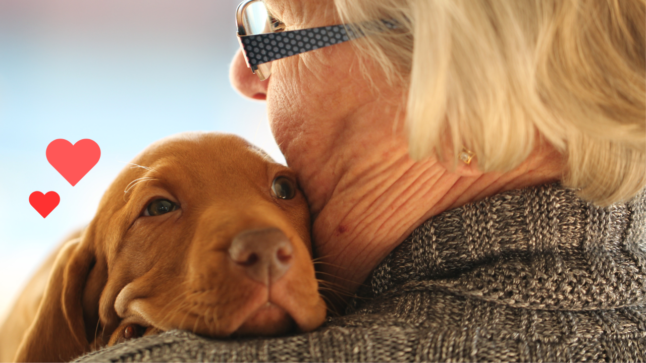 Dog bonding with an owner with support from Family Veterinary Inc. in Los Angeles, CA