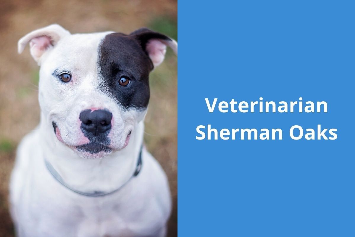 Veterinarian-Sherman-Oaks