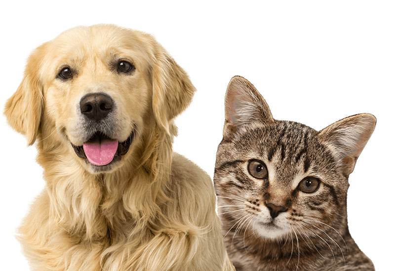 Golden retriever and tabby cat side by side, both looking forward.