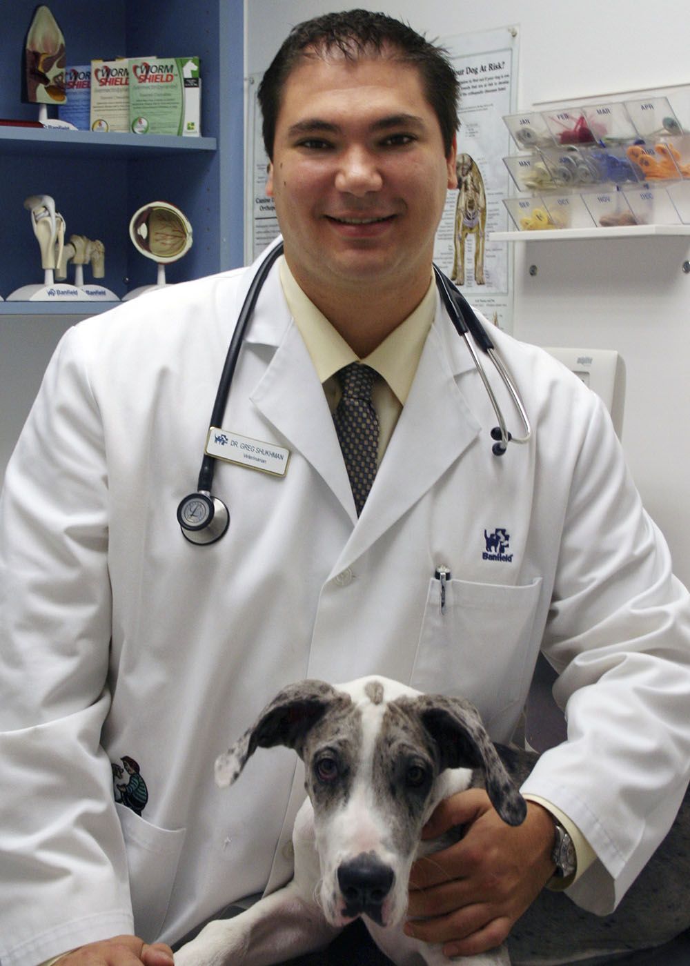 A veterinarian in a white coat smiles, holding a Great Dane puppy with black and white markings.
