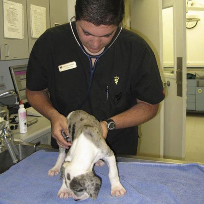 A veterinarian examines a small puppy on a blue towel in a clinic.