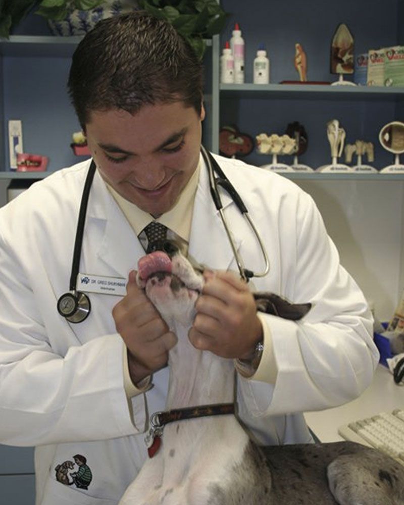A veterinarian smiles while examining a playful dog in a clinic.