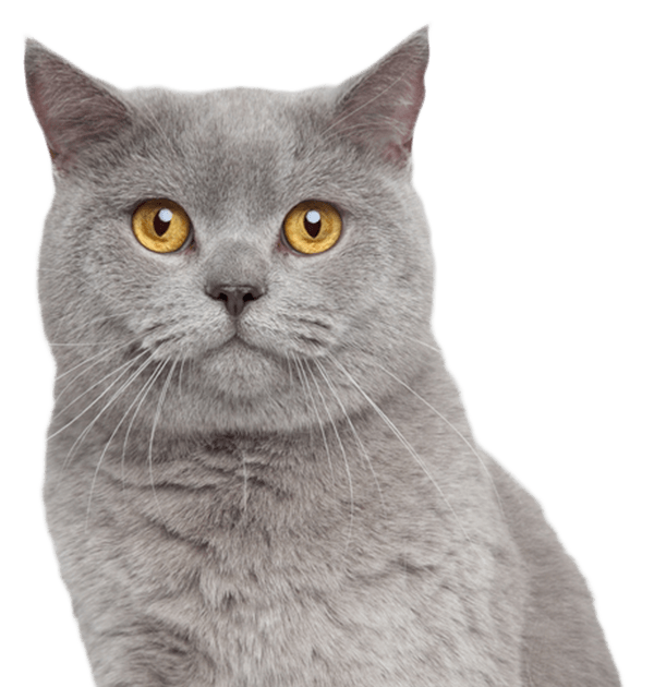 A grey cat with bright yellow eyes sitting and looking directly ahead.