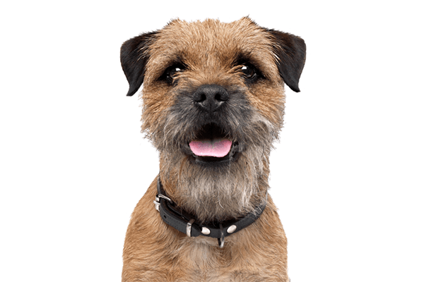 A fluffy brown dog with a dark snout and ears, wearing a black collar and looking forward with its tongue out.