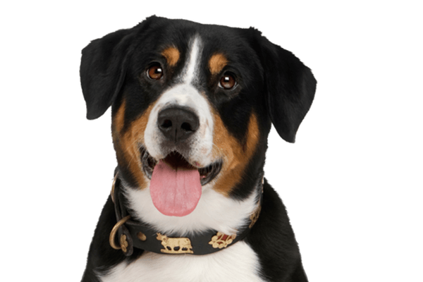 A happy dog with a black, white, and brown coat, wearing a collar, looking directly at the camera with its tongue out.
