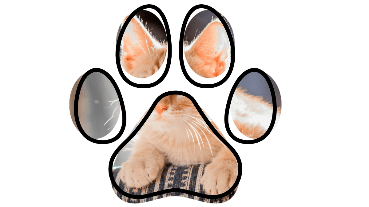 Cat lounging inside a paw print outline, with its paws and face visible.