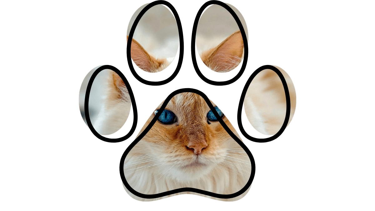 A cat's face with blue eyes framed within the outline of a paw print.