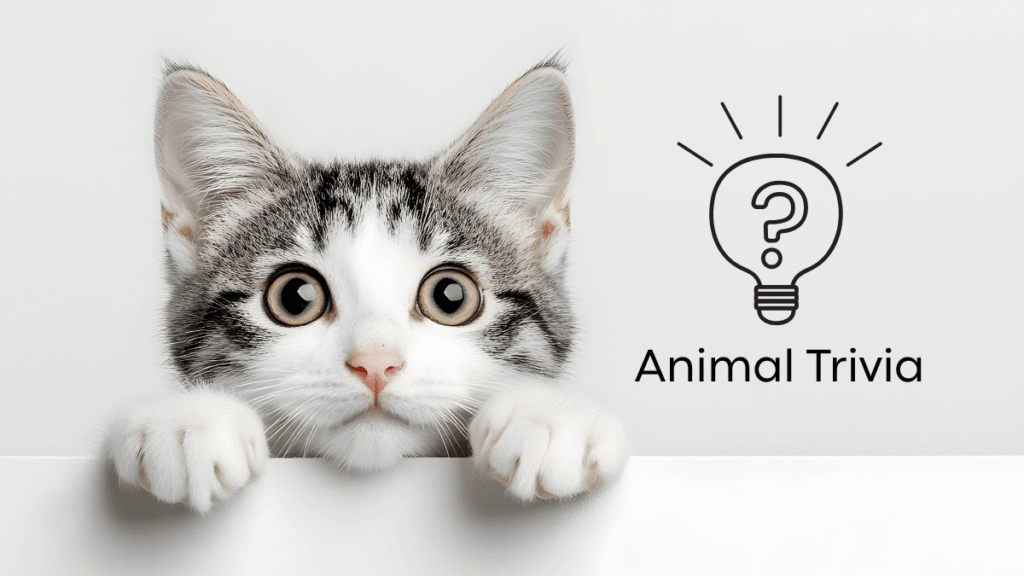 A curious cat peeking over a surface with a lightbulb and the words "Animal Trivia" beside it.