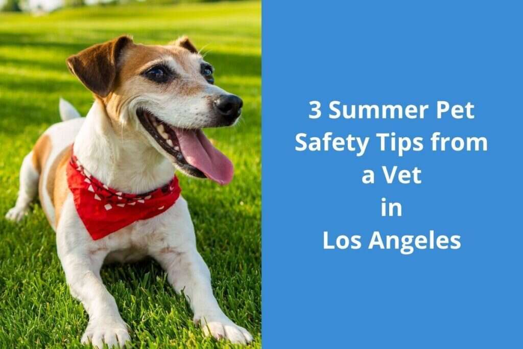 A happy dog with a red bandana lying on grass, next to text about summer pet safety tips from a vet.