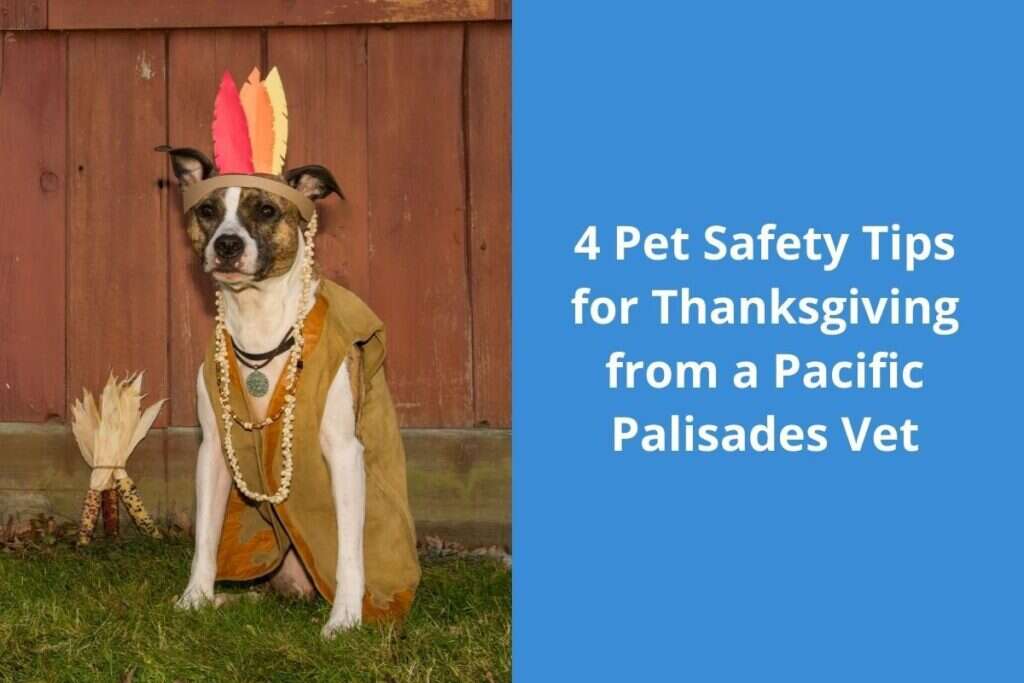 A dog wearing a costume with feathered headdress and necklace sits on grass near a wooden fence.