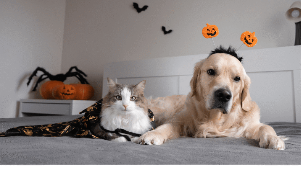 A cat in a cape and a dog with pumpkin headband lie on a bed adorned with Halloween decorations.