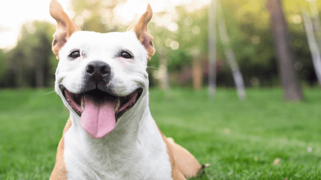 A happy dog with a wide smile and tongue out, sitting on lush green grass.