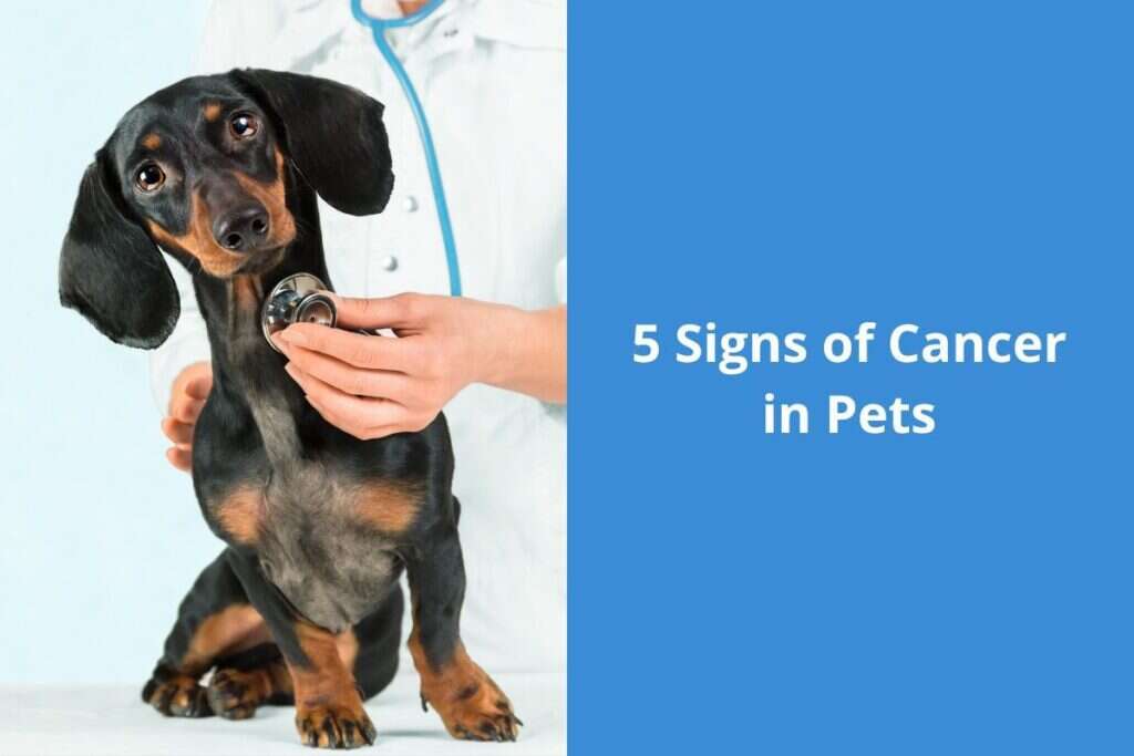 A dachshund being examined with a stethoscope and text reading "5 Signs of Cancer in Pets.