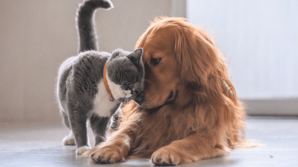 A gray cat affectionately nuzzles a golden retriever, both sitting closely on the floor.
