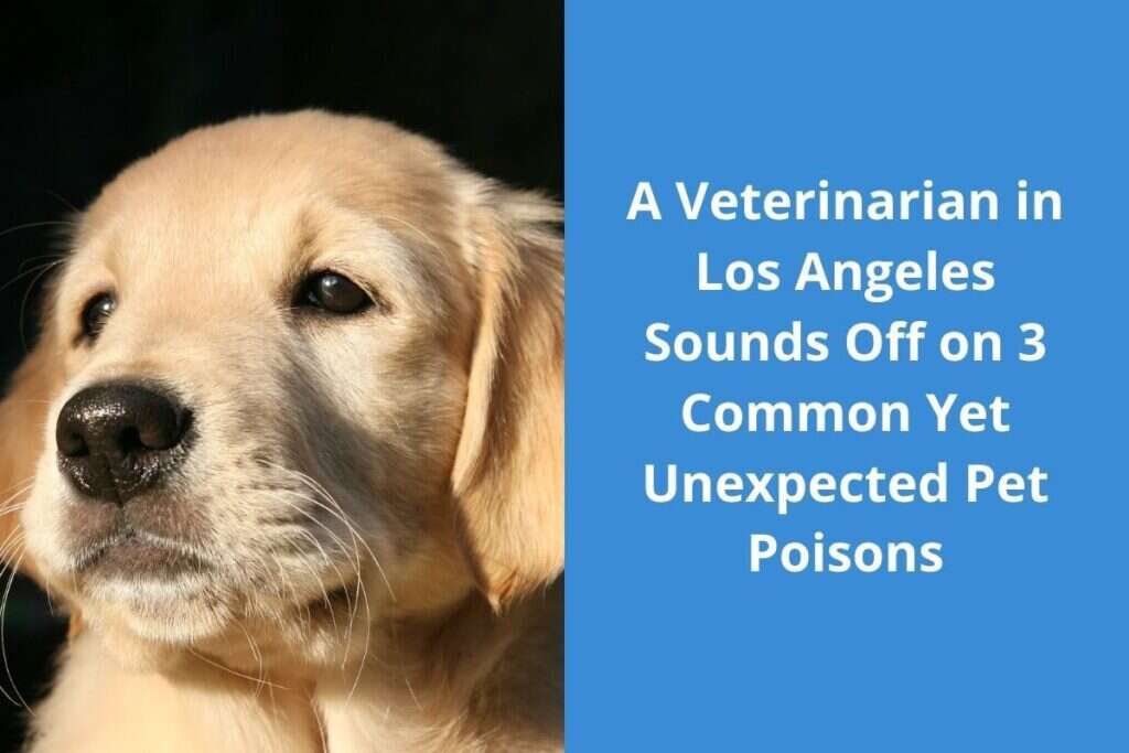 Golden retriever puppy and text discussing common pet poisons by a veterinarian in Los Angeles.