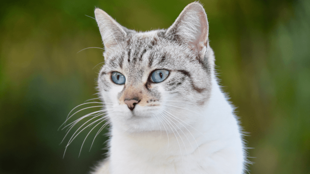 A cat with blue eyes and striped gray fur gazes attentively.