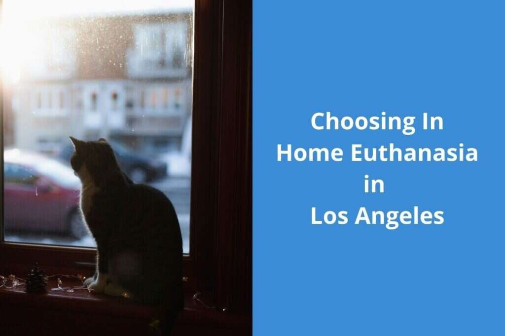 A cat sits on a windowsill, gazing outside, with text about in-home euthanasia in Los Angeles on the right.