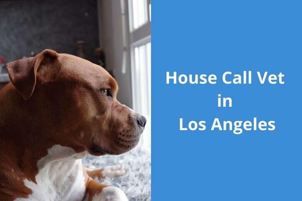 Brown and white dog looking out a window, with text reading "House Call Vet in Los Angeles.