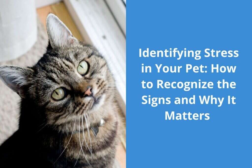Tabby cat with green eyes looking up, beside text about identifying stress in pets.