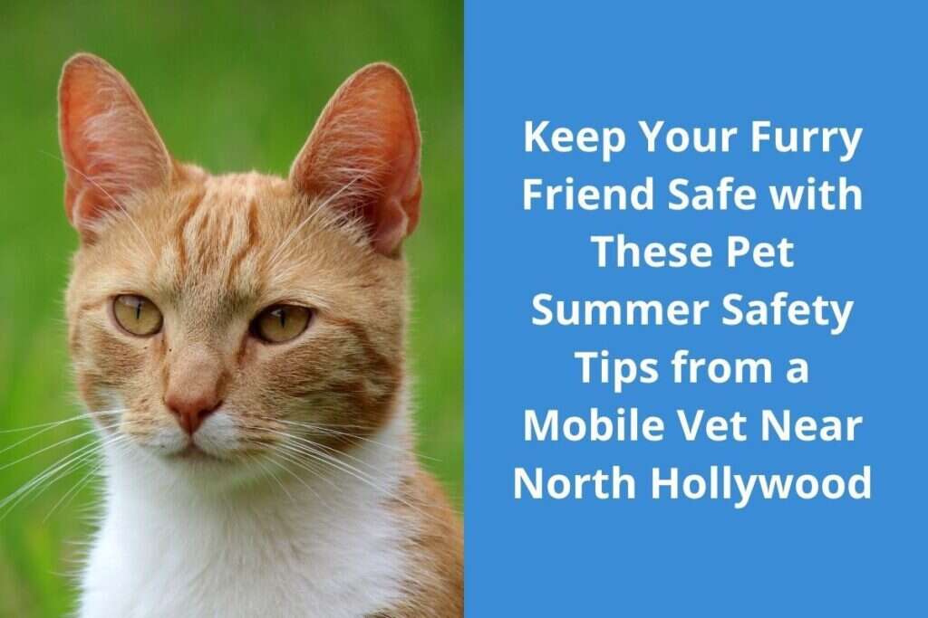 Orange and white cat sitting beside text about pet summer safety tips from a mobile vet near North Hollywood.