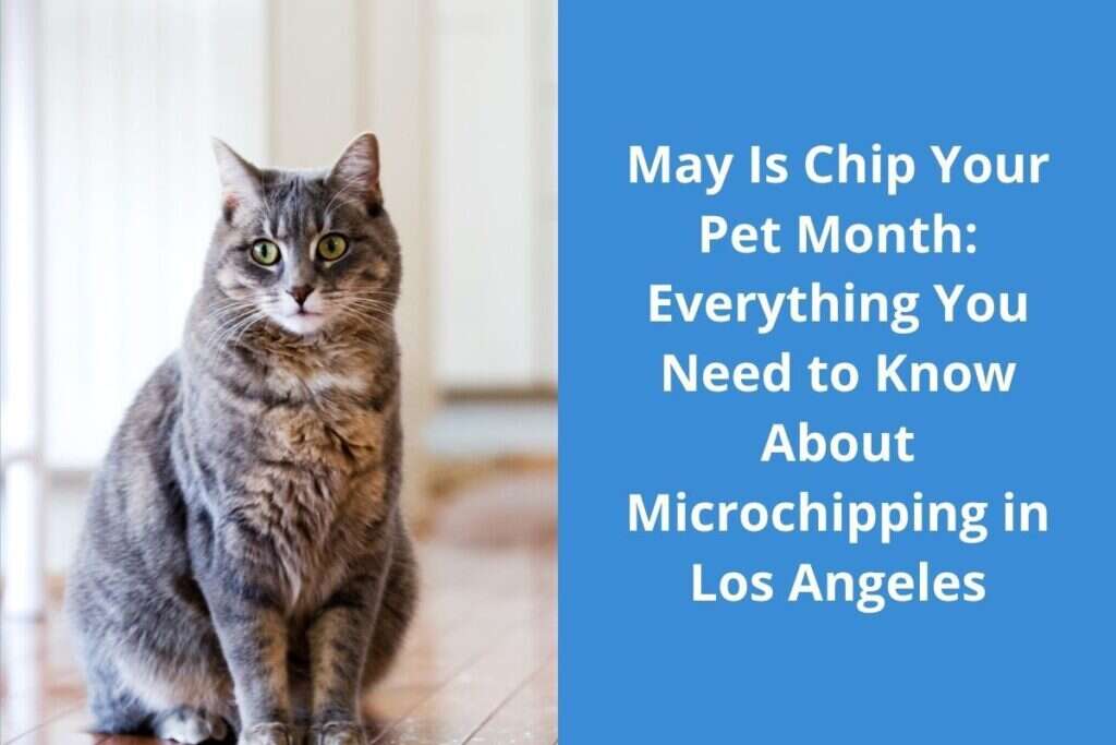 A grey tabby cat sits on a wooden floor beside a sign about pet microchipping in Los Angeles.