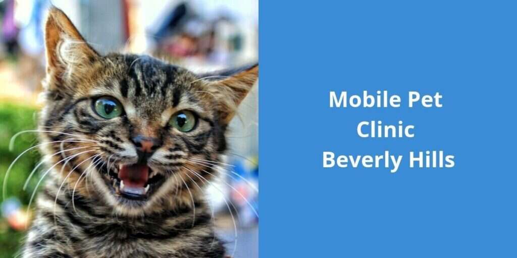 Tabby cat with green eyes meows, showing teeth, next to blue background with text "Mobile Pet Clinic Beverly Hills.