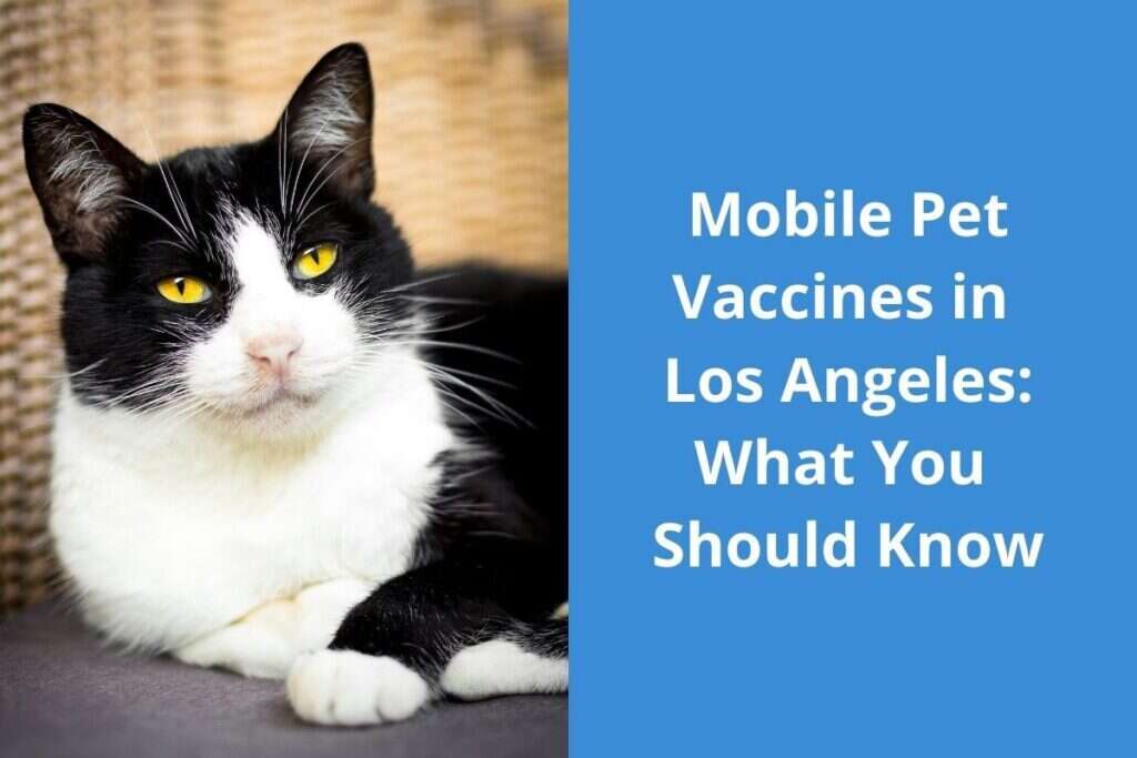 Black and white cat lying down next to text about mobile pet vaccines in Los Angeles.