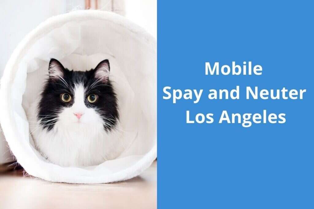 A black and white cat peeks out from a cozy white tunnel next to text about mobile spay and neuter services in Los Angeles.