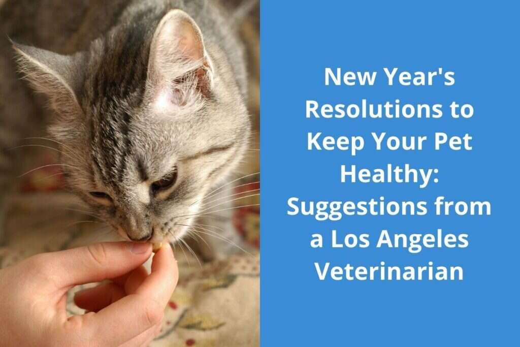 A gray tabby cat sniffing food offered by a person's hand next to text about pet health resolutions.