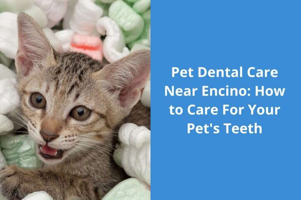 Kitten lying on packing peanuts next to text about pet dental care near Encino.