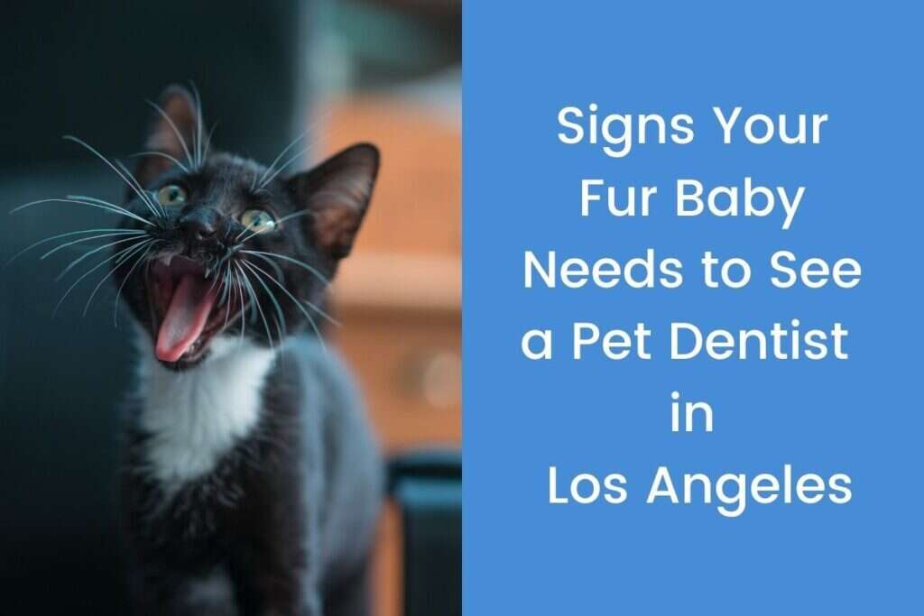 A yawning black and white kitten with text about pet dental care in Los Angeles.