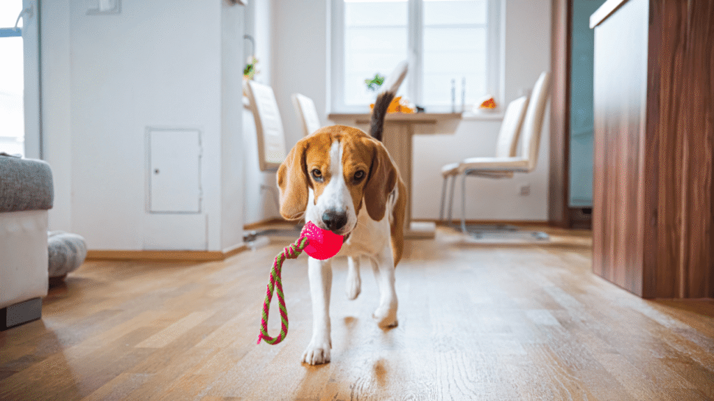 Beagle walking on wooden floor, carrying a red toy with a rope handle in its mouth.