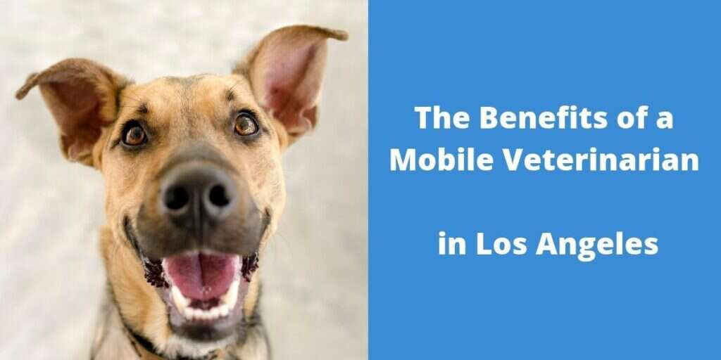 Happy dog with large ears next to text about mobile veterinarian benefits in Los Angeles.