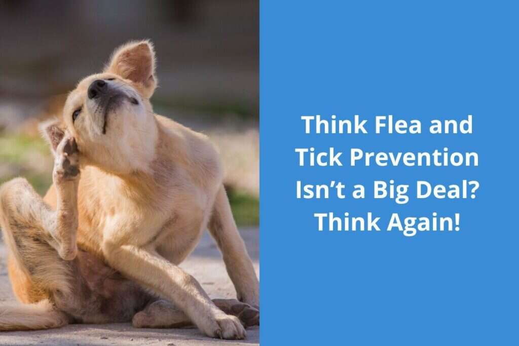 Dog scratching its ear with its hind leg, next to text about flea and tick prevention.