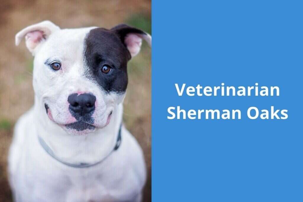 A white dog with a black patch over one eye and ears perked up, next to the text "Veterinarian Sherman Oaks.