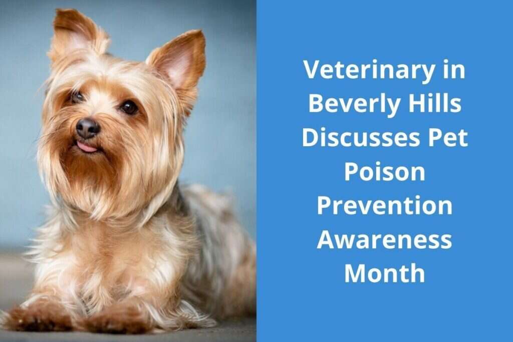 A Yorkshire Terrier dog looking up, beside text discussing Pet Poison Prevention Awareness Month.