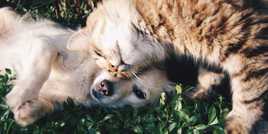 Cat nuzzling a lying dog's head in a grassy area.
