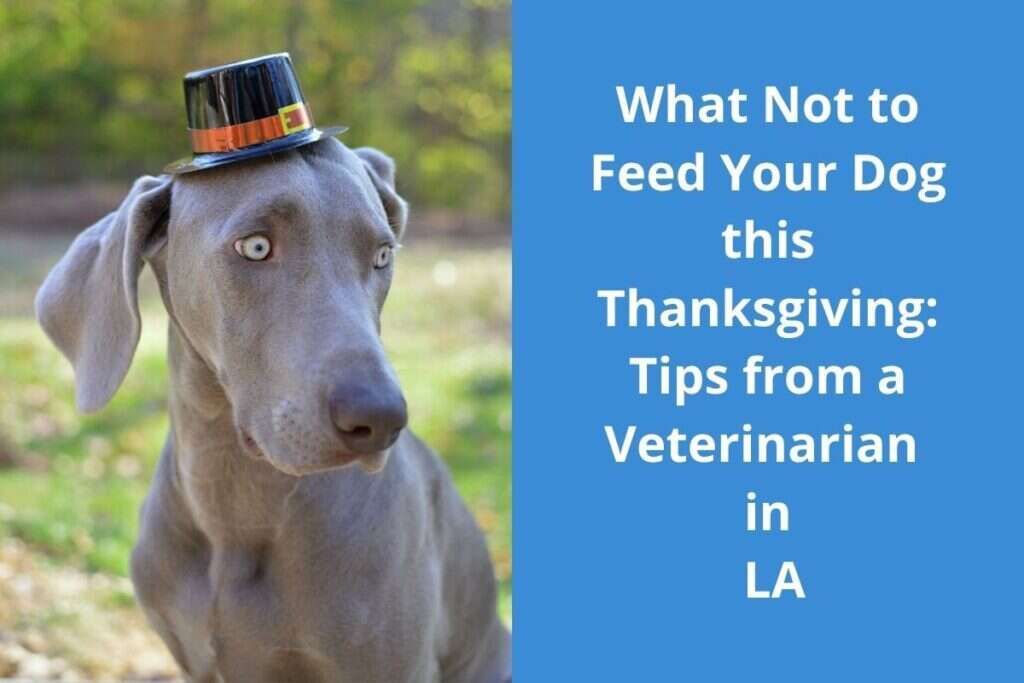 Dog wearing a small hat, looking sideways, with text about what not to feed dogs on Thanksgiving from a veterinarian in LA.